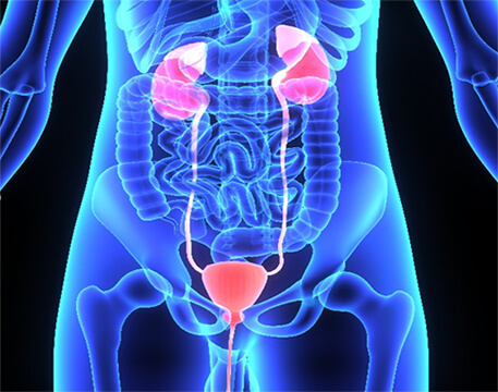 UROLOGIE